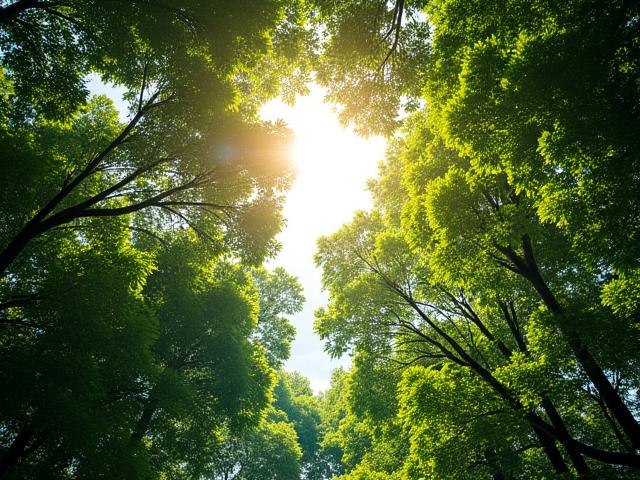日光を浴びる鬱蒼とした森の木のてっぺん